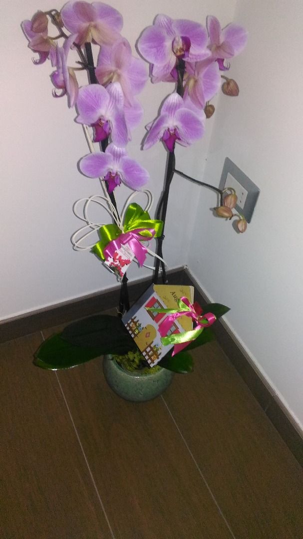 immagine post E a voi piacciono le orchidee???