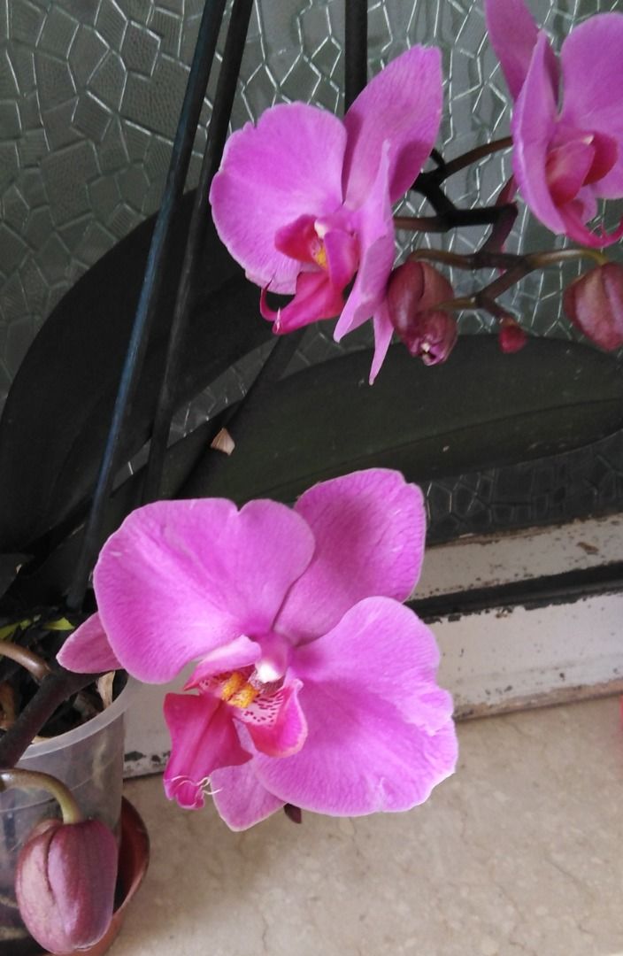 immagine post Orchidea 🌺